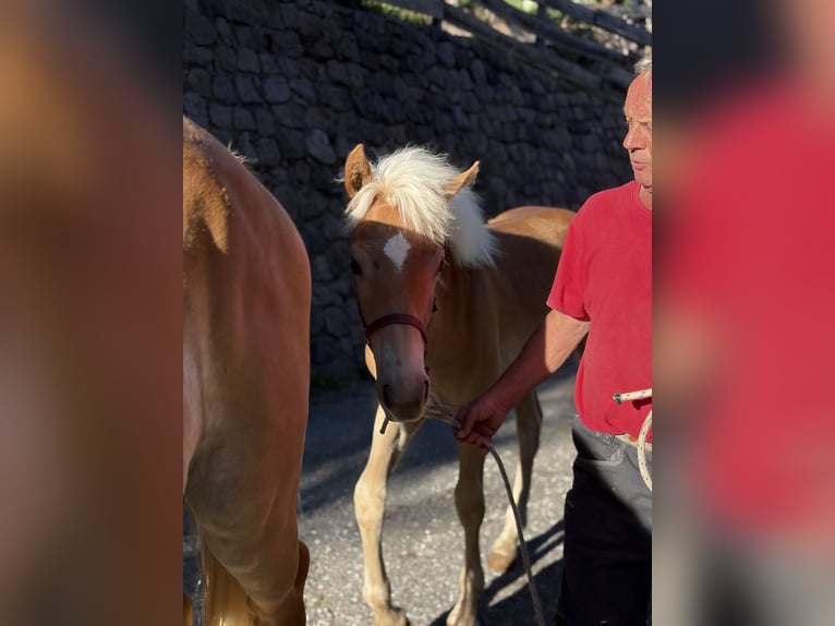 Haflinger / Avelignese Giumenta Puledri (03/2026)  in Mölten