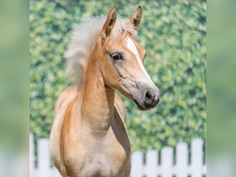 Haflinger / Avelignese Giumenta Puledri (04/2026) Sauro in Mnster-Handorf