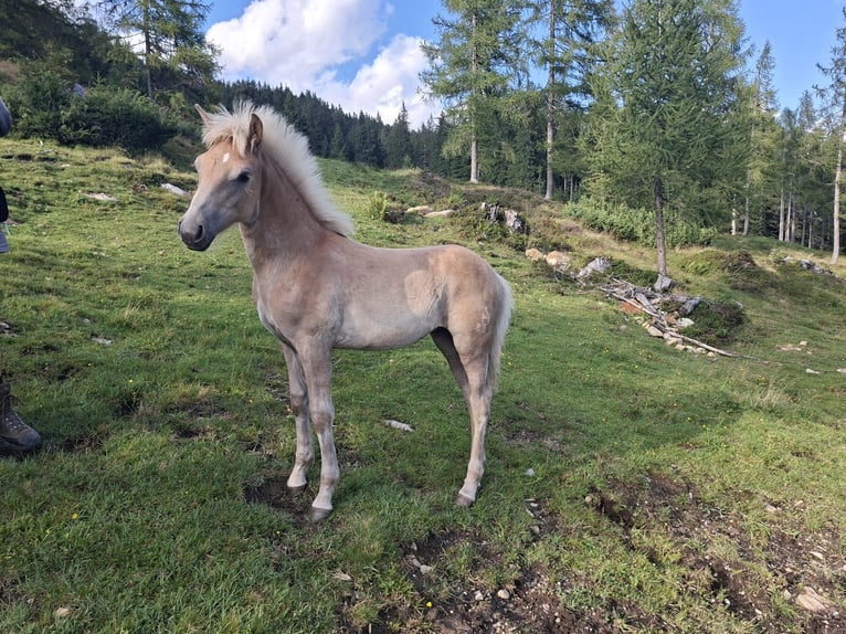Haflinger / Avelignese Giumenta Puledri (04/2025) Sauro in Radstadt