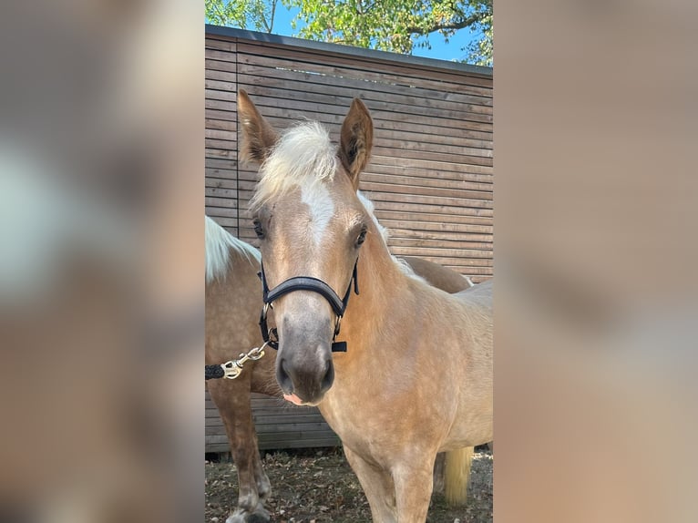 Haflinger / Avelignese Giumenta Puledri (04/2026) Sauro in Enzenkirchen