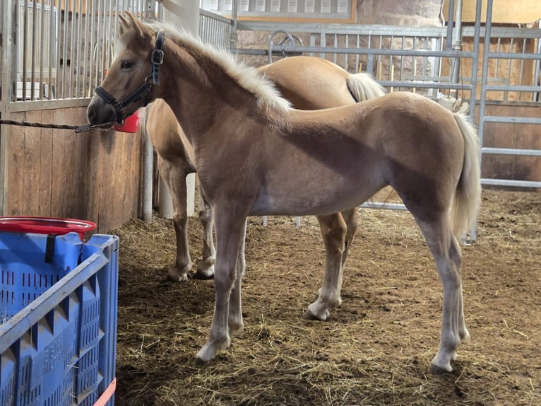 Haflinger / Avelignese Giumenta Puledri (04/2025) Sauro in S&#xFC;dtirol