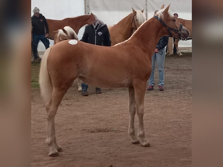 Haflinger / Avelignese Giumenta Puledri (04/2025) Sauro in S&#xFC;dtirol