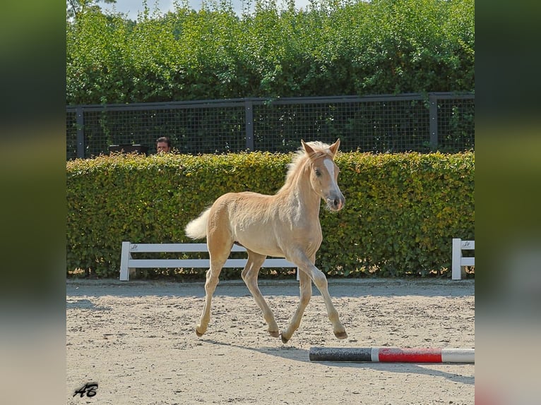 Haflinger / Avelignese Giumenta Puledri (01/2026) Sauro in Brücken