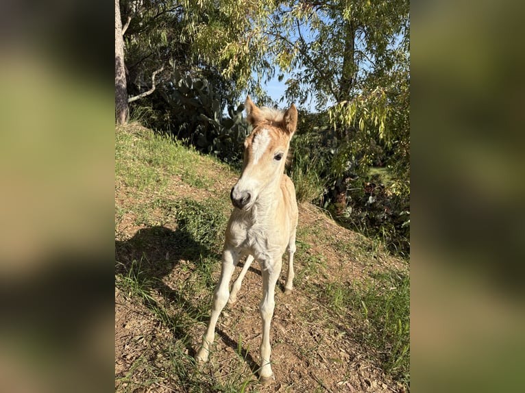Haflinger / Avelignese Giumenta Puledri (04/2026) Sauro in Nova Siri