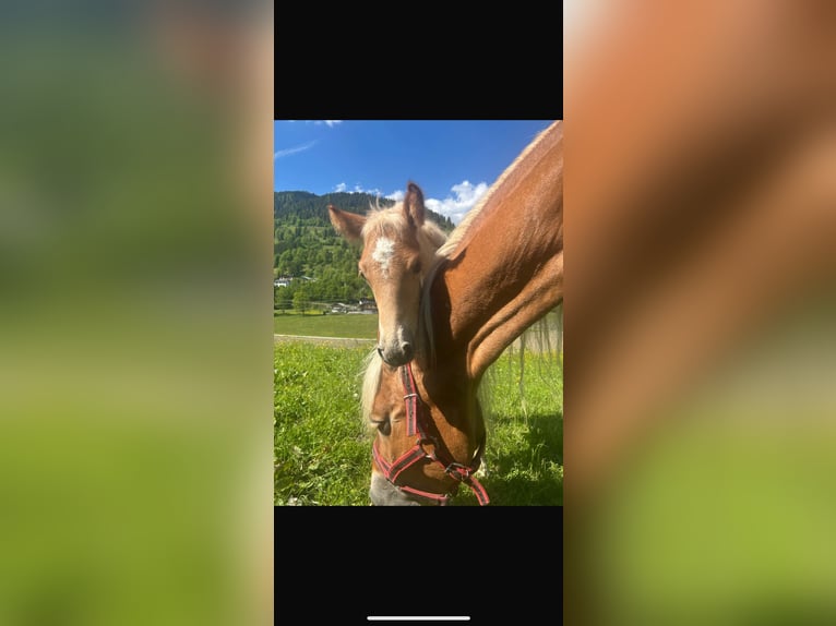 Haflinger / Avelignese Stallone 1 Anno 120 cm Sauro in Goldegg