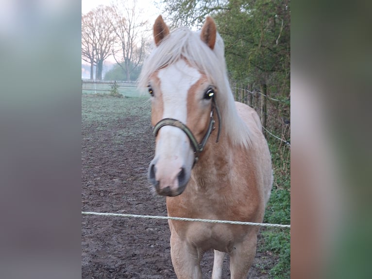 Haflinger / Avelignese Stallone 1 Anno 135 cm  in Xanten
