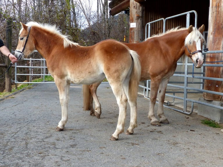 Haflinger / Avelignese Stallone 1 Anno 135 cm Sauro in Dellach