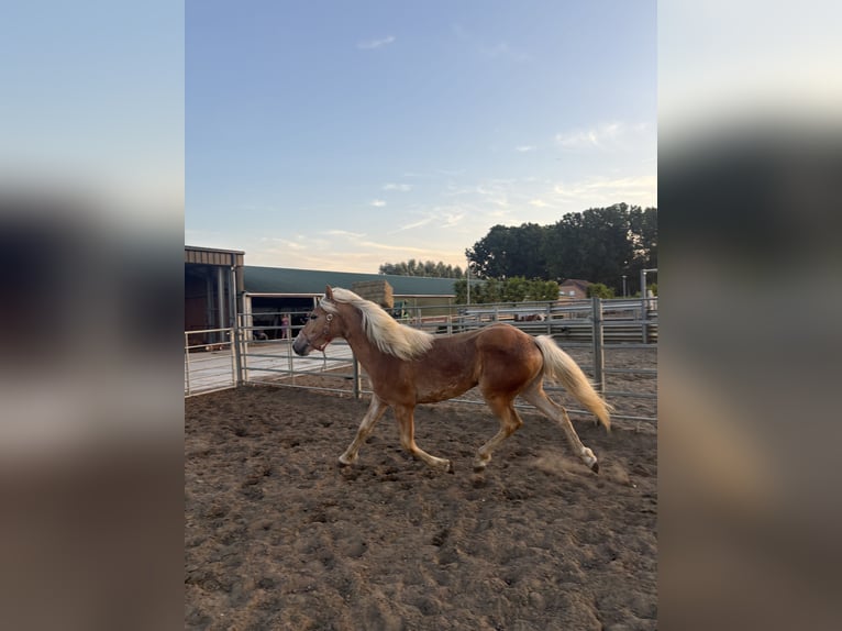 Haflinger / Avelignese Stallone 1 Anno 140 cm  in Wommelgem