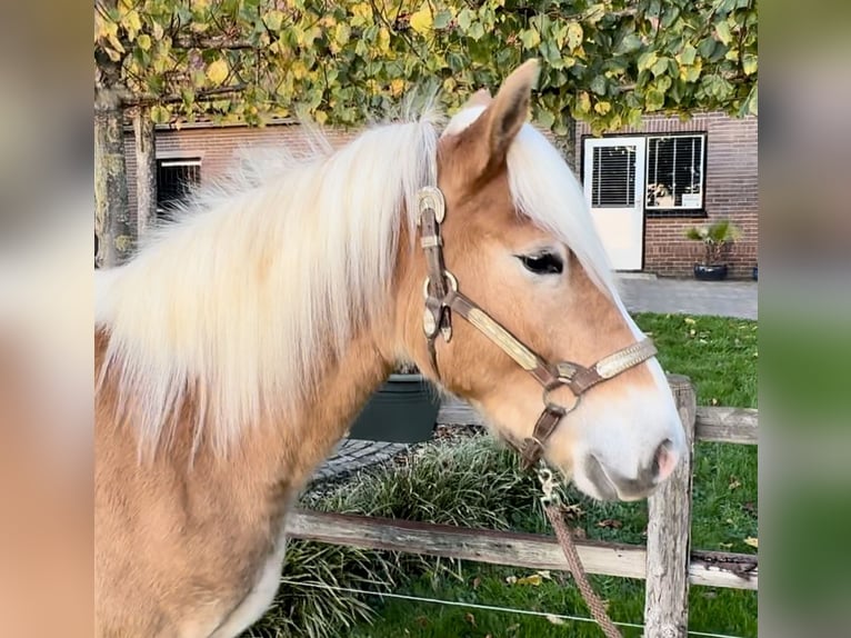 Haflinger / Avelignese Stallone 1 Anno 140 cm Palomino in Barneveld
