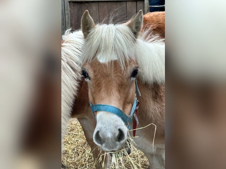 Haflinger / Avelignese Stallone 1 Anno 145 cm Sauro in Witten