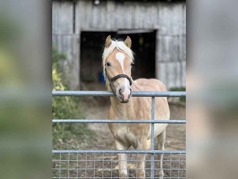 Haflinger / Avelignese Stallone 1 Anno 148 cm Sauro in Seedorf