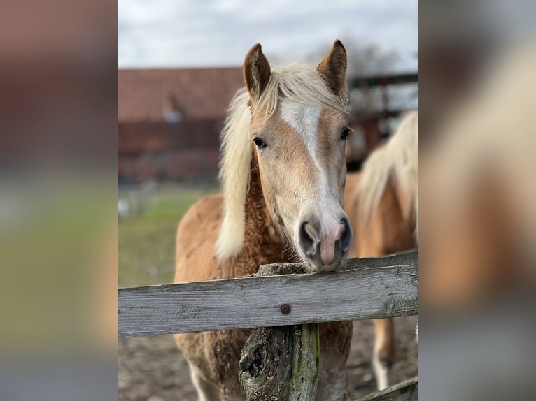 Haflinger / Avelignese Stallone 1 Anno 148 cm Sauro in Seedorf