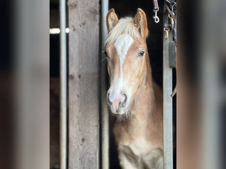 Haflinger / Avelignese Stallone 1 Anno 148 cm Sauro in Seedorf
