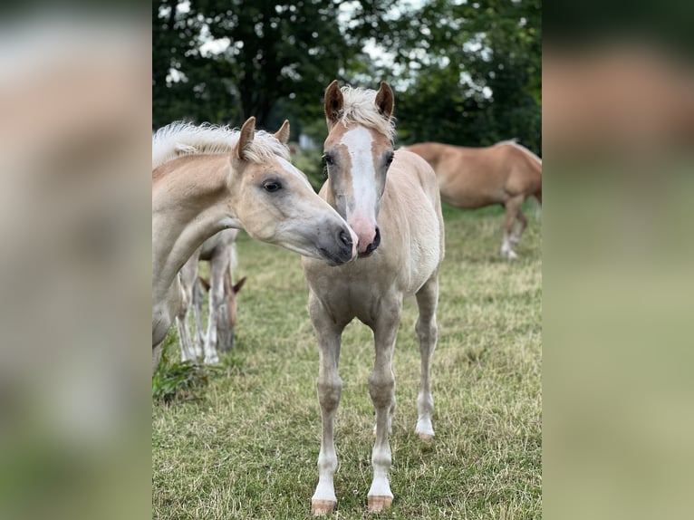 Haflinger / Avelignese Stallone 1 Anno 148 cm Sauro in Seedorf