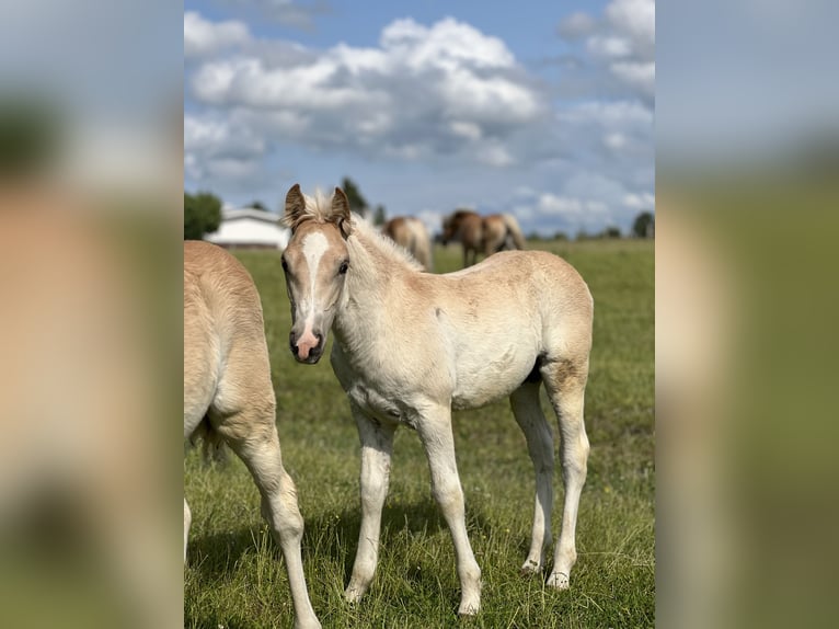 Haflinger / Avelignese Stallone 1 Anno 148 cm Sauro in Seedorf