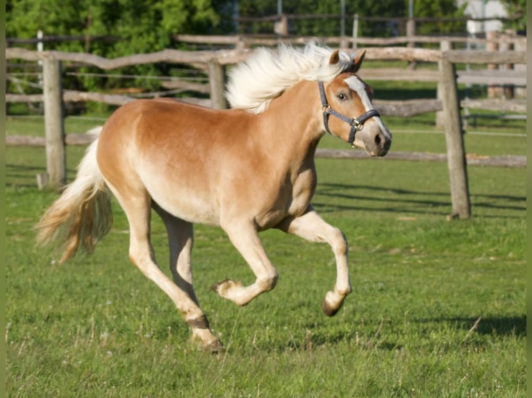 Haflinger / Avelignese Stallone 1 Anno 148 cm Sauro in Wien, FavoritenWien