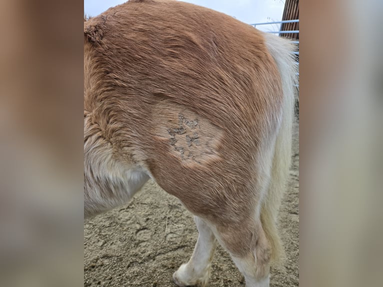 Haflinger / Avelignese Stallone 1 Anno 150 cm  in Schierling