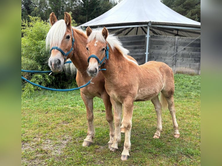 Haflinger / Avelignese Stallone 1 Anno 150 cm  in Schierling