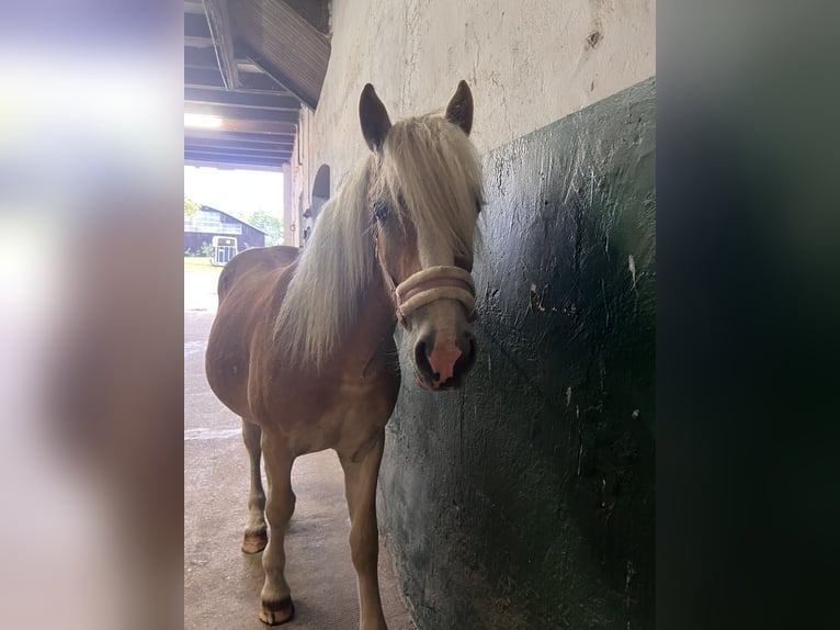 Haflinger / Avelignese Stallone 1 Anno 150 cm Sauro in Dahlenburg