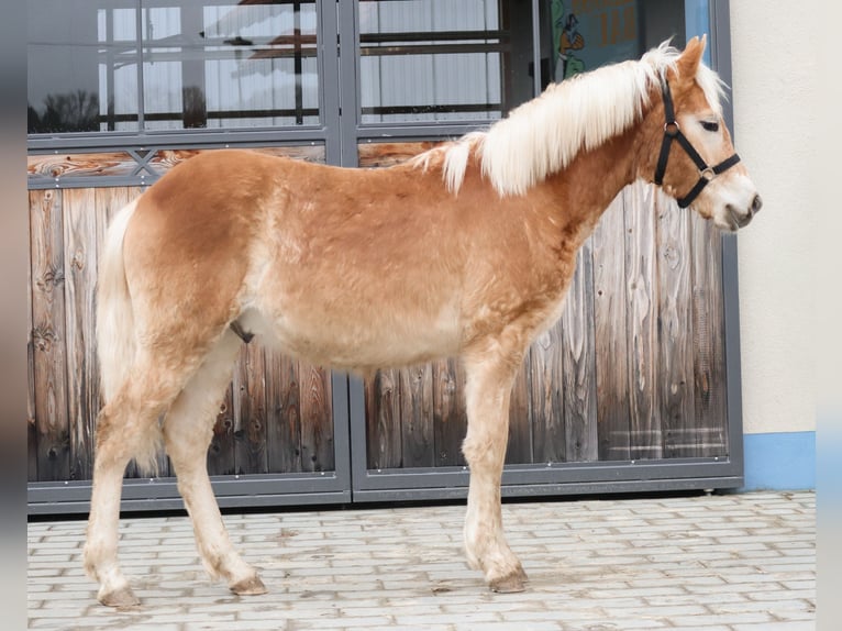 Haflinger / Avelignese Stallone 1 Anno 150 cm Sauro in Ebermannsdorf