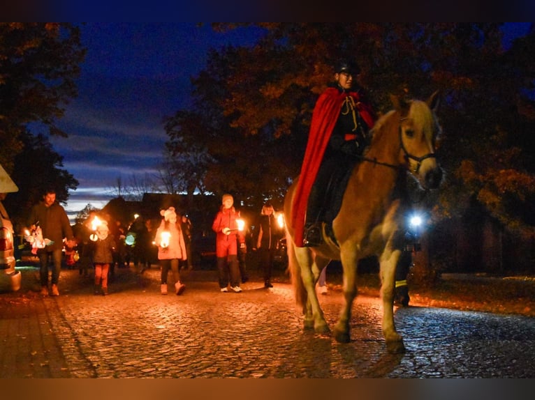 Haflinger / Avelignese Stallone 1 Anno 150 cm Sauro in Falkenberg/Elster Haflinger / Avelignese Stallone 1 Anno 150 cm Sauro in Falkenberg/Elster