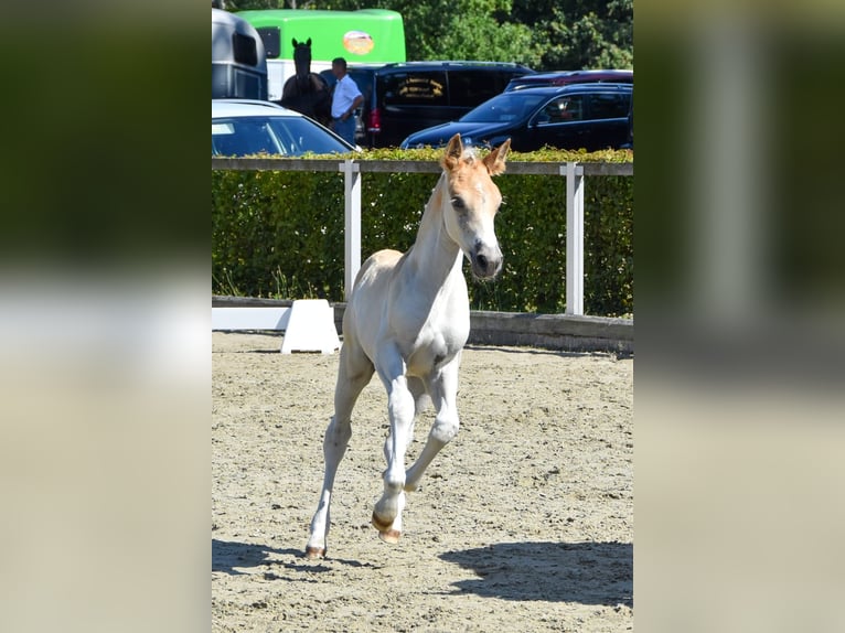 Haflinger / Avelignese Stallone 1 Anno 150 cm Sauro in Falkenberg/Elster Haflinger / Avelignese Stallone 1 Anno 150 cm Sauro in Falkenberg/Elster