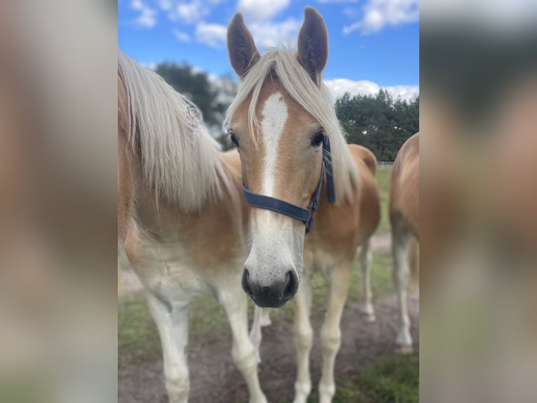 Haflinger / Avelignese Stallone 1 Anno 152 cm Sauro in Trebbin