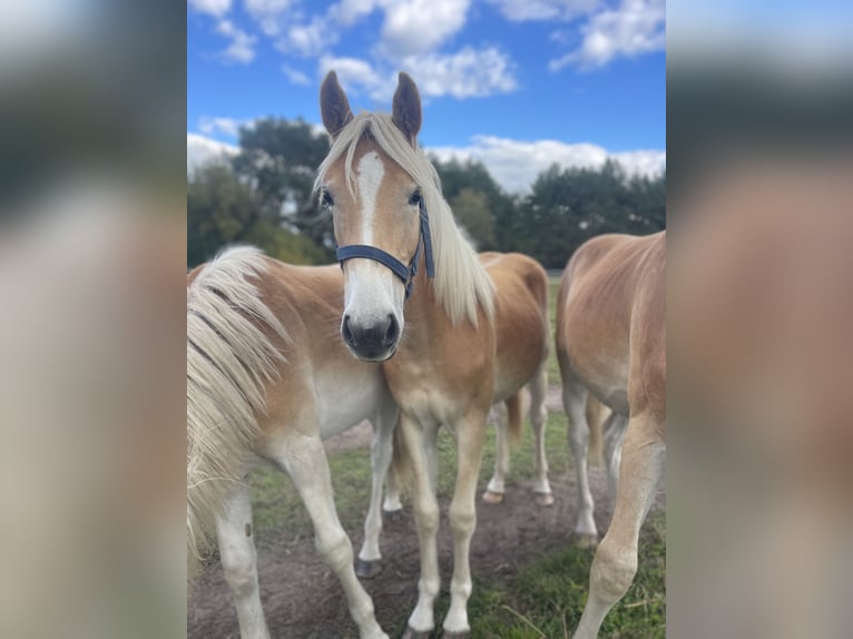 Haflinger / Avelignese Stallone 1 Anno 152 cm Sauro in Trebbin