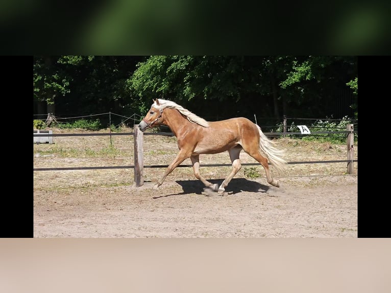 Haflinger / Avelignese Stallone 1 Anno 152 cm Sauro in Lunteren