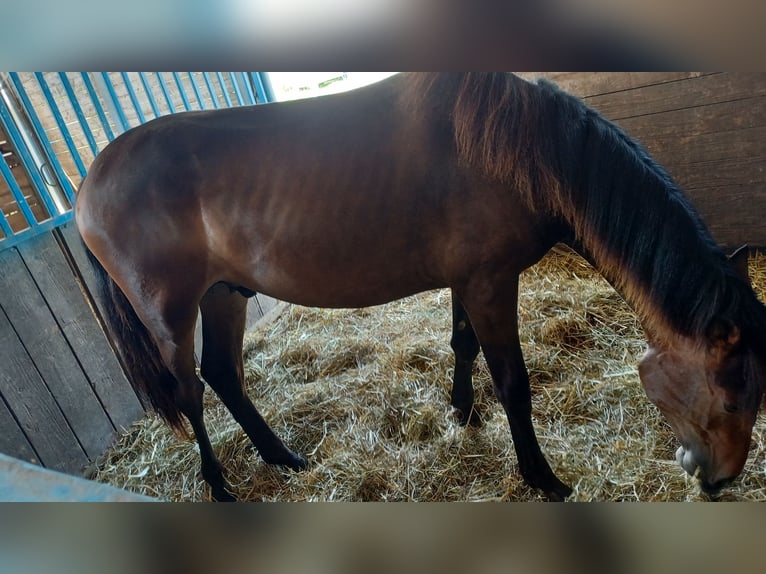 Haflinger / Avelignese Mix Stallone 1 Anno 160 cm Baio scuro in Albignasego
