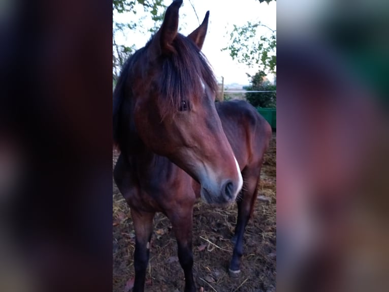 Haflinger / Avelignese Mix Stallone 1 Anno 160 cm Baio scuro in Albignasego