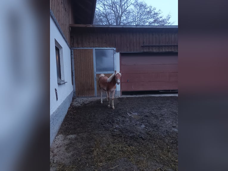 Haflinger / Avelignese Stallone 1 Anno Baio chiaro in Kraftisried