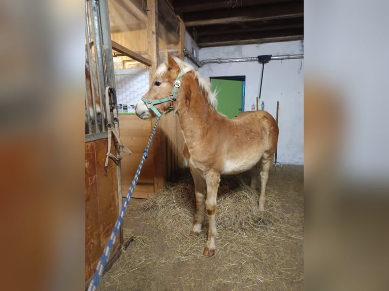 Haflinger / Avelignese Stallone 1 Anno Baio chiaro in Kraftisried