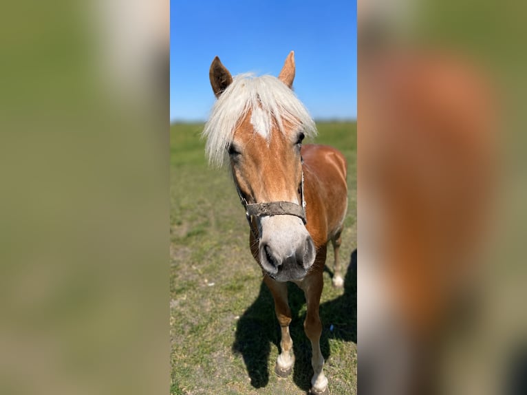 Haflinger / Avelignese Stallone 1 Anno  in Tadten