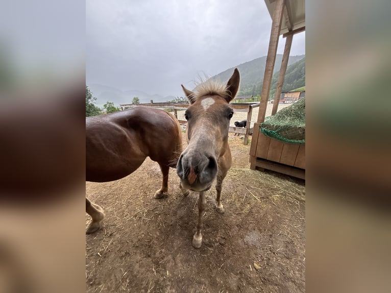 Haflinger / Avelignese Mix Stallone 1 Anno  in Frohnleiten