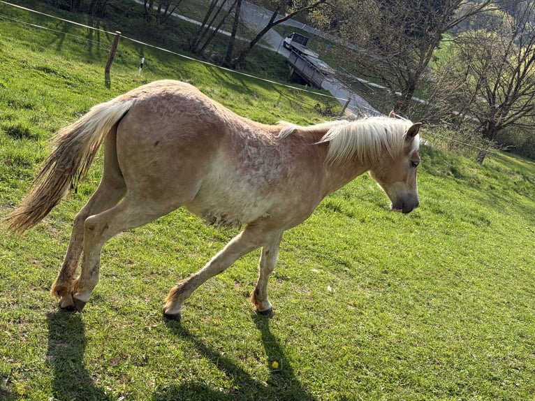 Haflinger / Avelignese Mix Stallone 1 Anno  in Haibach