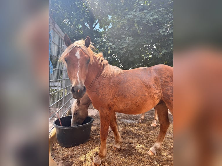 Haflinger / Avelignese Mix Stallone 1 Anno  in Tastungen