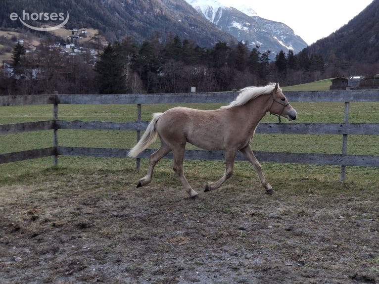 Haflinger / Avelignese Stallone 1 Anno  in Tösens