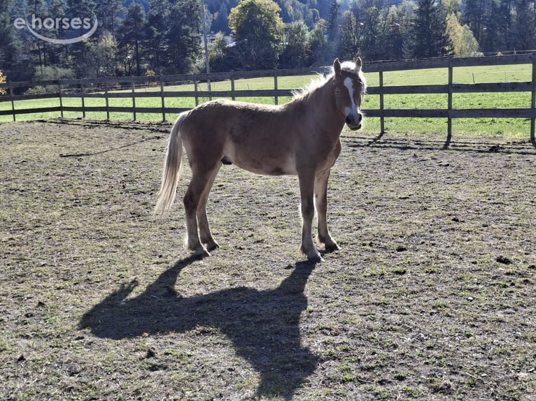Haflinger / Avelignese Stallone 1 Anno  in Tösens