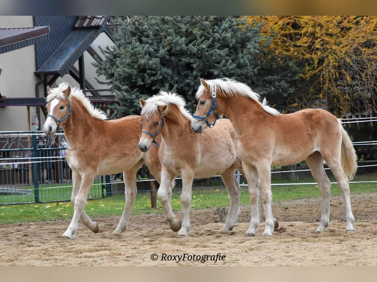 Haflinger / Avelignese Stallone 1 Anno Sauro in Falkenberg/Elster