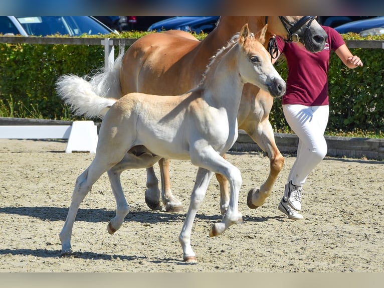 Haflinger / Avelignese Stallone 1 Anno Sauro in Falkenberg/Elster