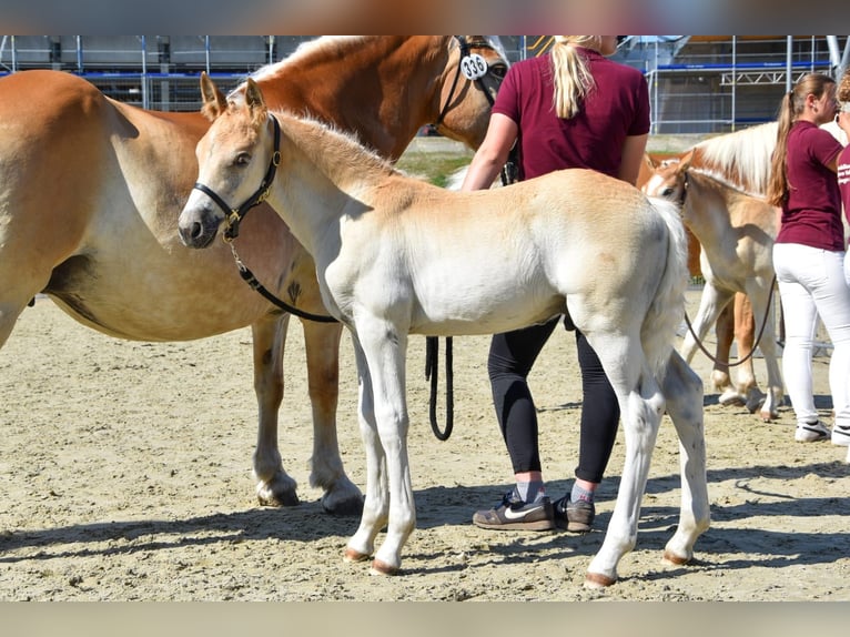 Haflinger / Avelignese Stallone 1 Anno Sauro in Falkenberg/Elster