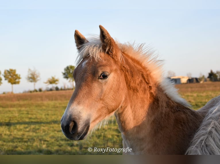 Haflinger / Avelignese Stallone 1 Anno Sauro in Falkenberg/Elster