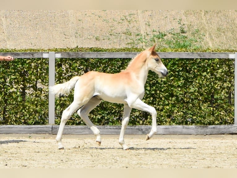 Haflinger / Avelignese Stallone 1 Anno Sauro in Falkenberg/Elster