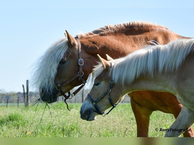 Haflinger / Avelignese Stallone 1 Anno Sauro in Falkenberg/Elster