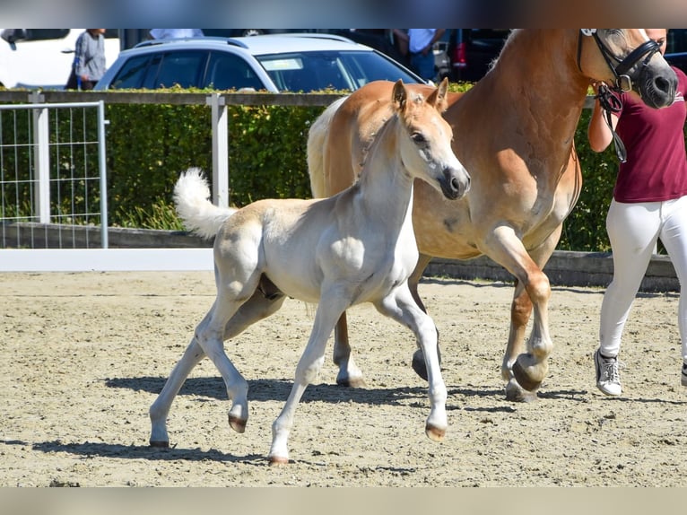 Haflinger / Avelignese Stallone 1 Anno Sauro in Falkenberg/Elster