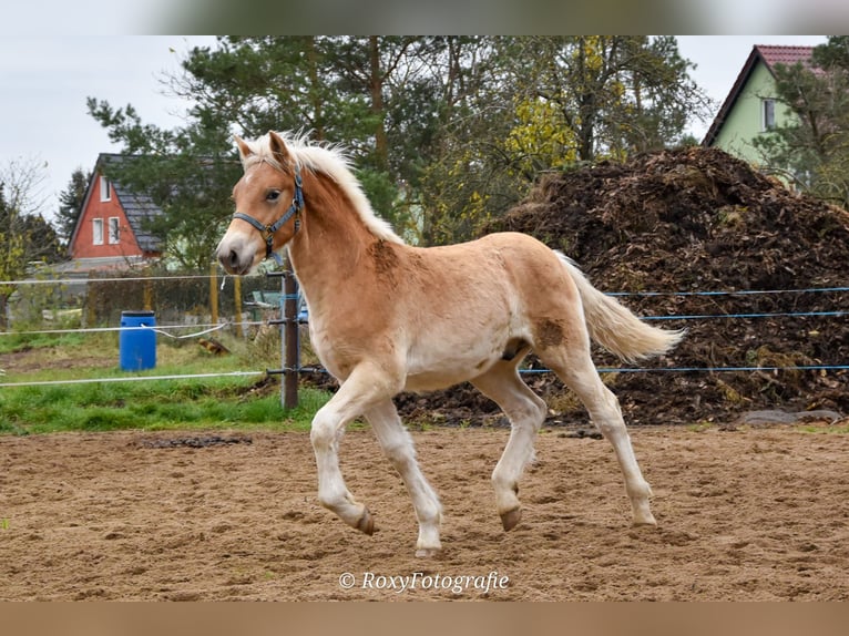Haflinger / Avelignese Stallone 1 Anno Sauro in Falkenberg/Elster