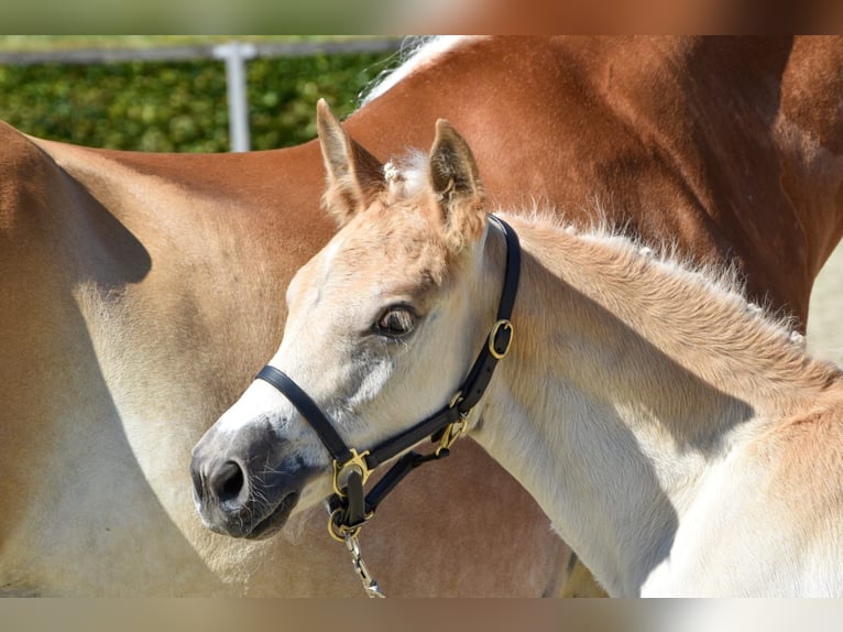 Haflinger / Avelignese Stallone 1 Anno Sauro in Falkenberg/Elster