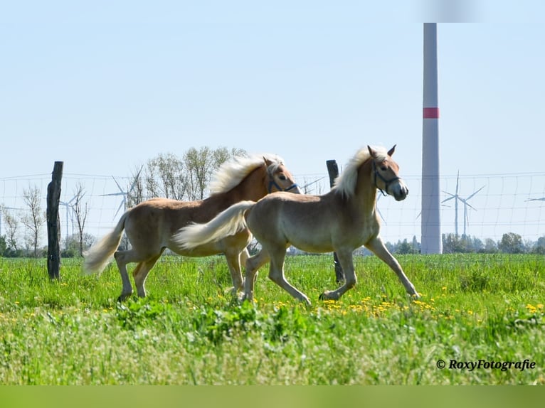 Haflinger / Avelignese Stallone 1 Anno Sauro in Falkenberg/Elster