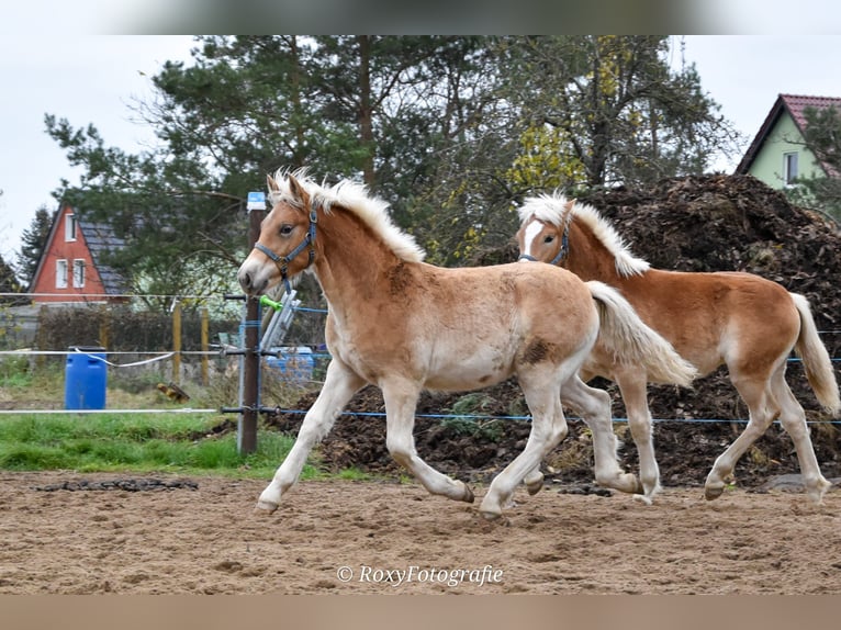 Haflinger / Avelignese Stallone 1 Anno Sauro in Falkenberg/Elster
